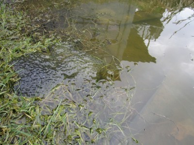 Ponte de grenouille dans la mare du refuge