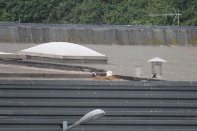 Goéland marin sur le toit de la criée(J. Alamargot)