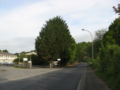 IMG_0085.JPG (80.2 Kio) Vu 20261 fois Haie de thuyas pour serin cini, roitelet huppé et verdier dissimulant bureaux et abattoir désaffecté.
