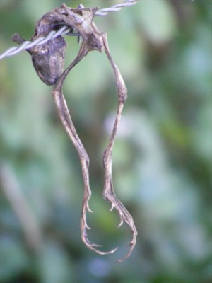 La grenouille empalée sur le barbelé à proximité de la mare : vu son état, elle est présente depuis plusieurs semaines, ce qui donnerait un passage de la PGE vers la fin avril?