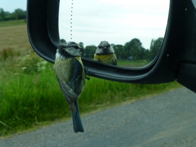 Mésange dans le rétro (Alain Barrier)