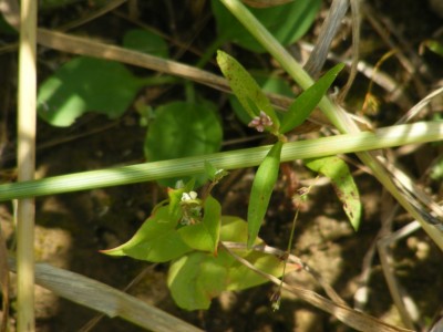 Trois adventices en fleur dont deux espèces de renouées, leurs graines sont recherchées par les passereaux.