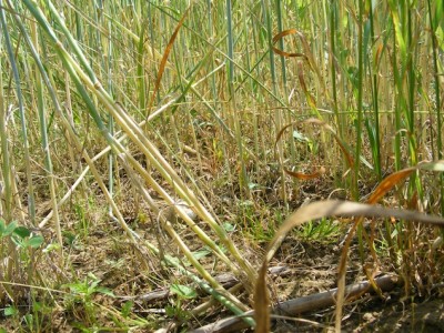 Un sol bien occupé en bas des pailles de céréales!