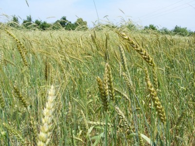 Blé ancien et seigle à l'arrière plan, grains destinés à la boulangerie bio