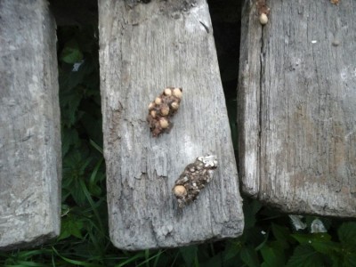 Pelotes de corneille découvertes en bordure d'étang.(Photo : P.Gachet)
