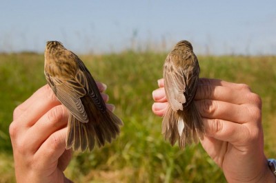 Deux phragmites des joncs vus de dos. A gauche, un jeune et à droite un adulte.<br />Cette espèce constitue l'essentiel  des captures. (Photo : Franck Letellier).