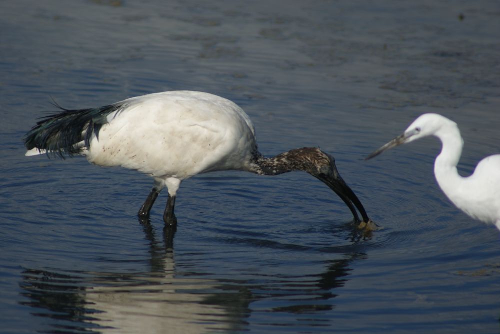ibis-aigrette.JPG
