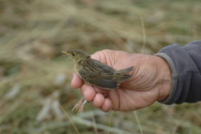 Alain présente une locustelle tachetée juvénile, espèce plutôt rare au baguage sur les réserves des marais de la Taute. (Photo : Philippe Gachet)