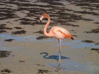 Flamant  (Françoise Guillochin)