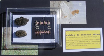 Document exposé à Isigny-le-Buat au point de vente des fromages de Pierre Gontier, ferme du trèfle (bio).