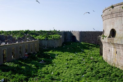 IledulargeRP1.jpg (180.96 Kio) Vu 12972 fois Recensement Ile du Large. Mai 2015