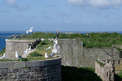 iledulargeRP3.jpg (161.05 Kio) Vu 12972 fois Recensement Ile du Large. Mai 2015