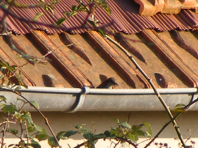 DSCF5128.JPG