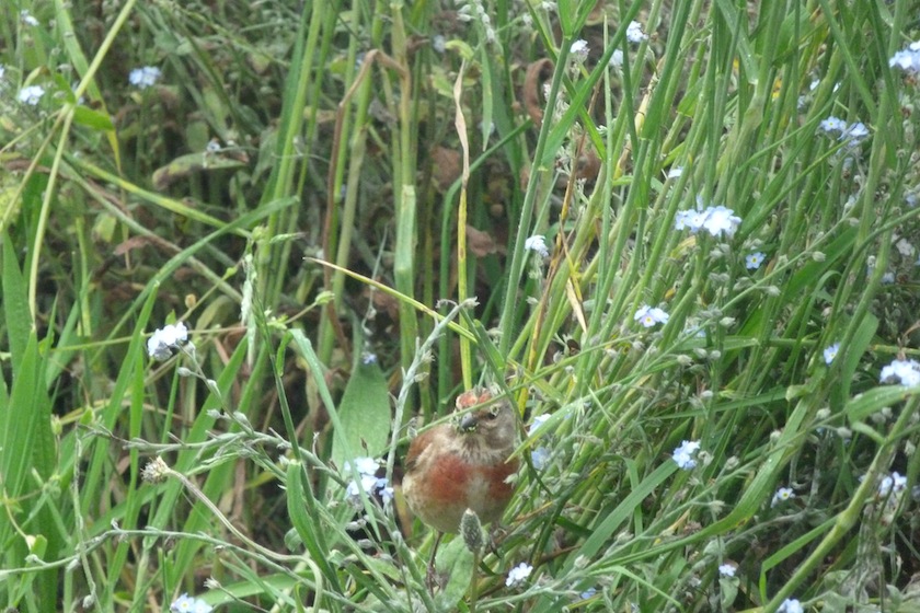 Linotte et myosotis.JPG