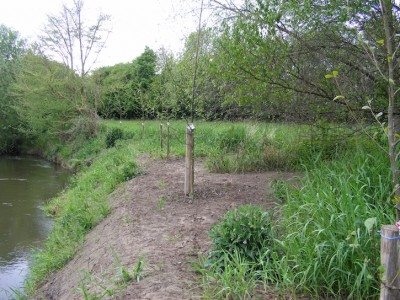 Plantation de ligne d'aulnes en fin d'hiver (2015). Le sol nu correspond à une zone de dépôt récent au cours des épisodes de crues hivernales : on est ici sur un secteur d'engraissement de la rive. L'érosion reprend quelques mètres en aval à l'arrière plan de la photo (orme mourant).