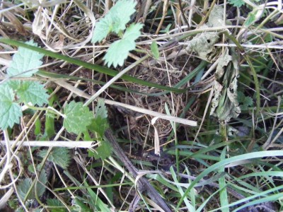 Nid de rat des moissons dans la végétation herbacée de la rive