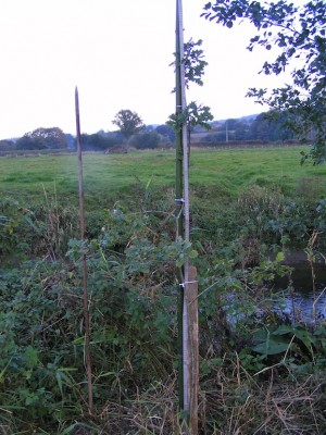 Un jeune chêne d'1 mètre gagne 70 cm en 6 mois.