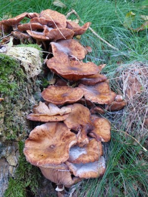 vieille souche en cours de digestion par les champignons (Photo A. Lasquellec)