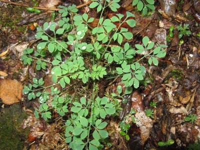Dans la clairière, sur un secteur rocheux affleurant (des quartzites), la corydalle à vrille, ici sans ses vrilles ni ses fleurs.(Photo Ph. Gachet)