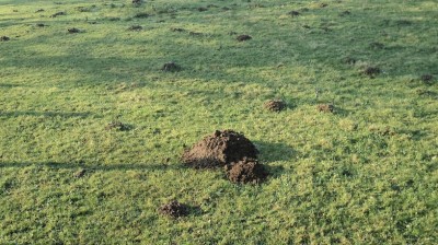 Petites taupinières de chasse et donjon du nid