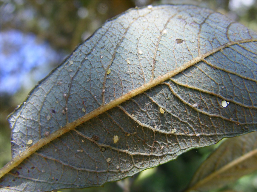 Pucerons sur la face inférieure d'une feuille de saule cendré.JPG