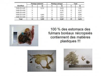 résultats fulmars 2015.jpg