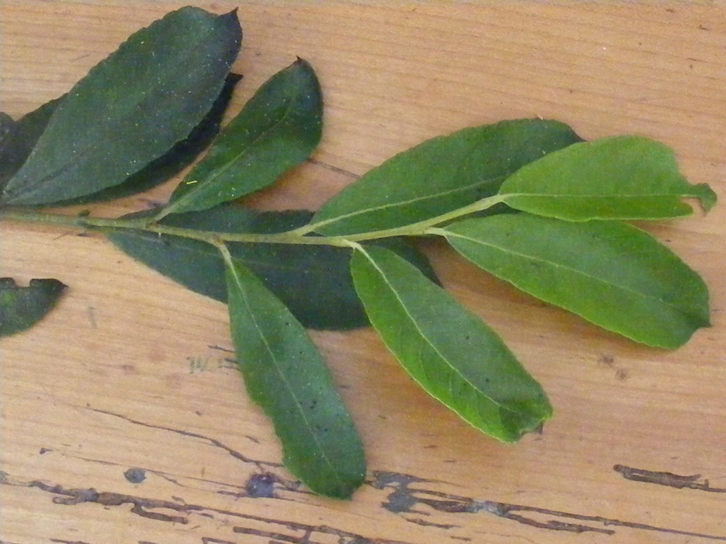 Feuilles "de printemps" et feuilles "d'été" sur rameau de saule cendré.JPG