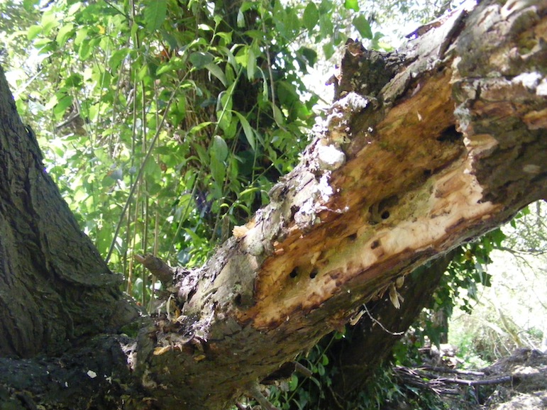 Terrain de chasse du pic épeiche sur branche morte.JPG