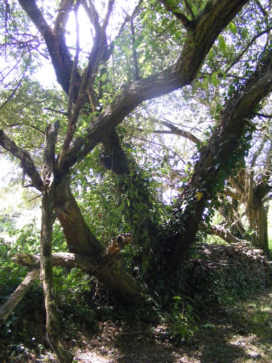 Branches mortes "en sous bois".JPG