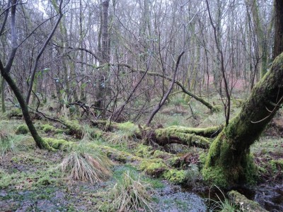 La zone humide au bois du Parc : en refuge du réseau du GONm pour le plaisir de la mésange nonnette...