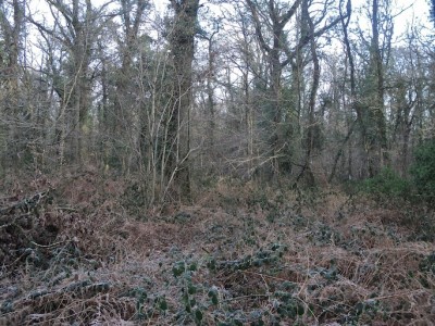 La chênaie du Bois d'Ardennes, riche de son sous-bois humide et ses lianes.