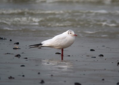 mouette rieuse.jpg