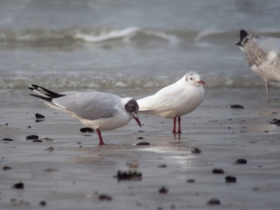 mouette rieuse 2.jpg