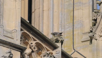 femelle adulte de faucon pèlerin posée sur la cathédrale