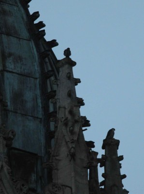 couple faucon pèlerin.jpg (146.29 Kio) Vu 14921 fois mâle à gauche et femelle à droite sur leurs perchoirs