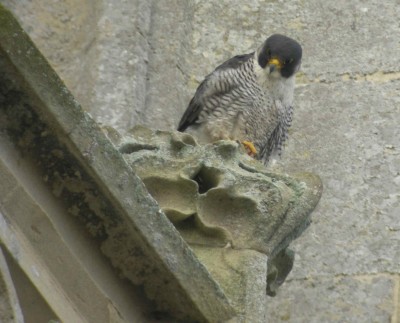 faucon pèlerin.jpg (181.35 Kio) Vu 13609 fois je vous ai à l'œil !