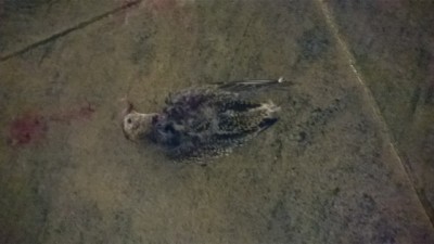 pluvier doré victime du couple de faucon pèlerin