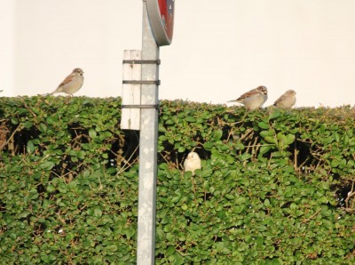 moineau leuciquead.jpg (161.26 Kio) Vu 2060 fois Photo : Alexandrine Delasalle