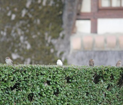 Photo : Alexandrine Delasalle