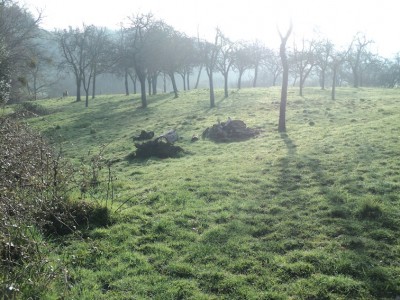 Ambiance matinale du verger de pommiers(Photo J Collette)