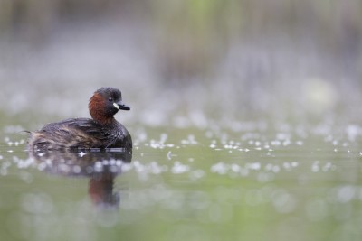 Grebe castagneux