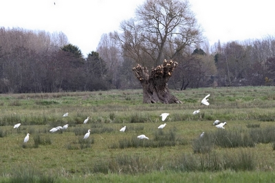 heron garde boeufs.jpg