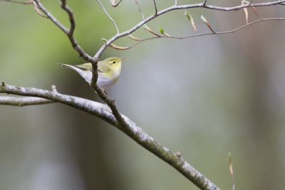 siffleur.jpg (221.13 Kio) Vu 11147 fois Pouillot siffleur