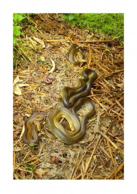 Photo Titouan Nolleau : couleuvres d'Esculape et orvet sous la tôle chauffée l'après-midi.