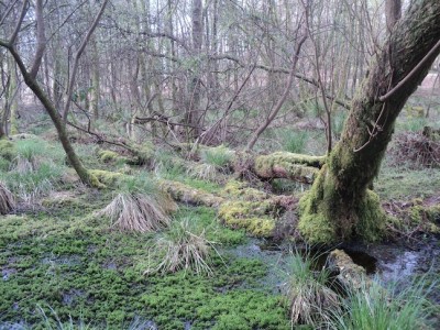 le ruisseau (caché) de la zone humide du bois du Parc