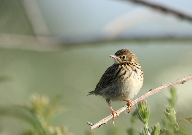 Pipit Farlouse 19/06/2012 Cap Fagnet