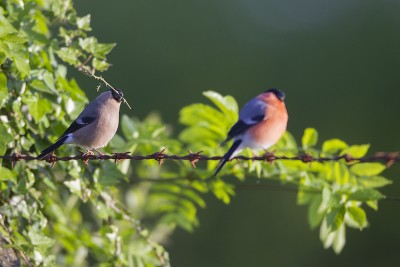 pcouple.jpg (236.68 Kio) Vu 11082 fois Construction du nid