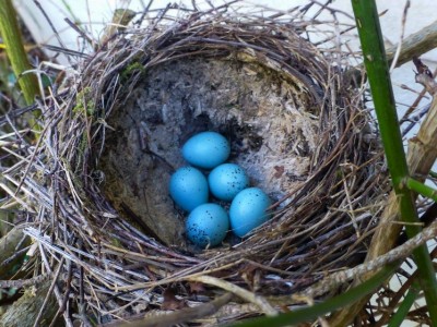 La couleur des oeufs turquoise est remarquable, au même titre que le &quot;béton de bois&quot; du revêtement intérieur.