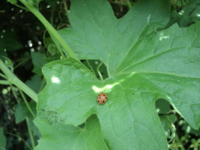 Trace de repas de la coccinelle à l'angle de la feuille.