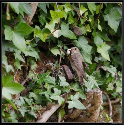 La couche culotte a été inventée il y a longtemps par les oiseaux, entièrement recyclable!